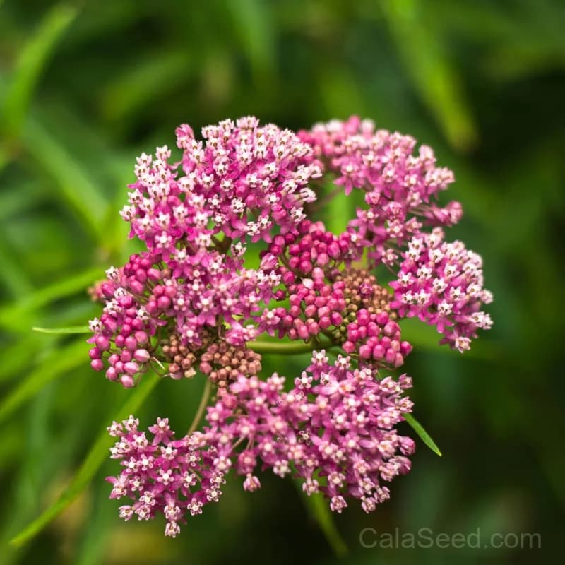 Swamp Milkweed Seeds — Monarch Butterfly Host Plant - Alt