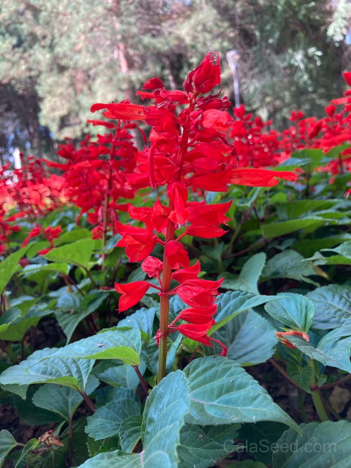 Bonfire Salvia Seeds — Vibrant Red Summer Blooms - Alt