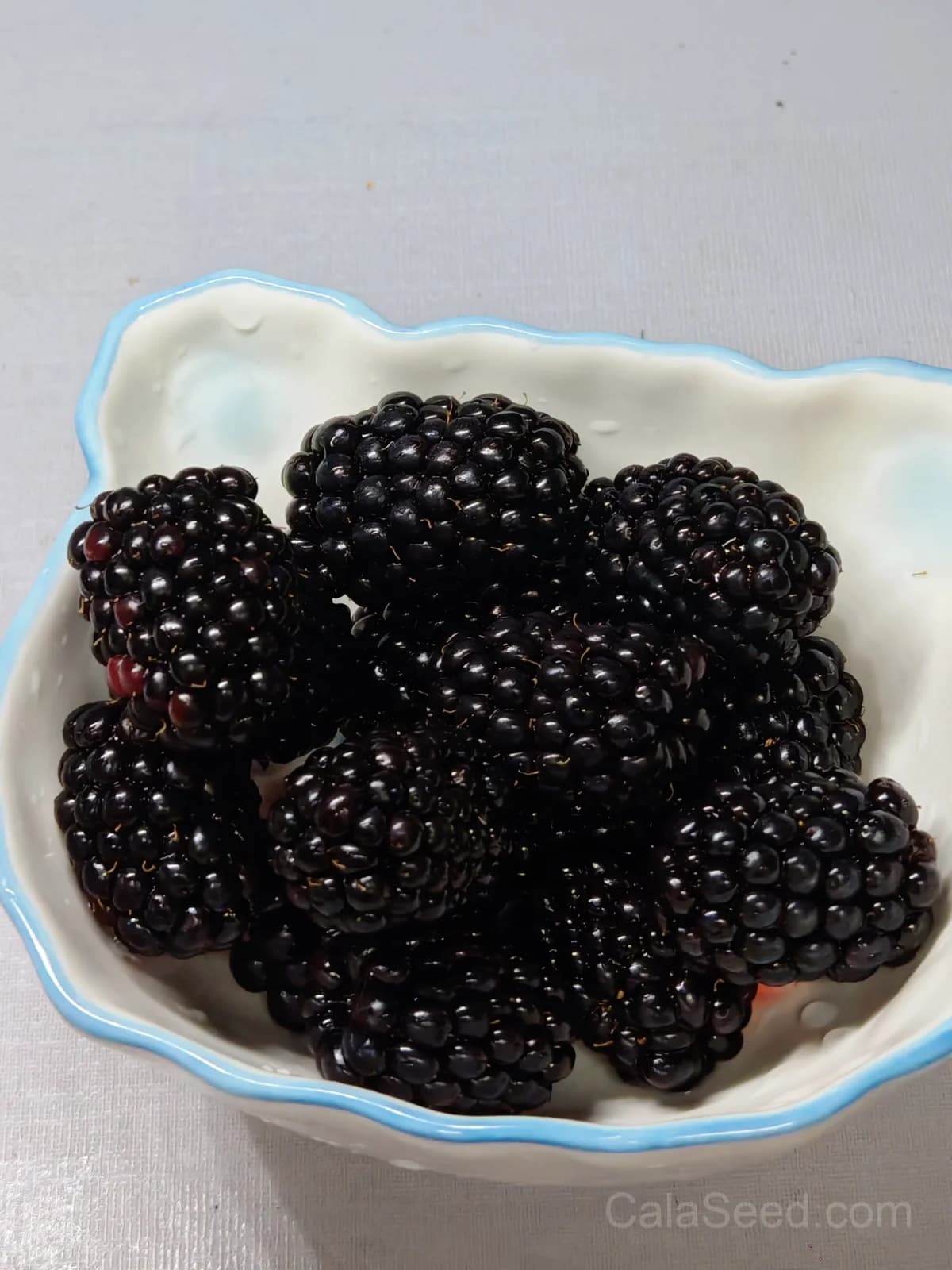 Raspberry 'Black Jewel' Seeds — Dark Berry High-Yield Fruit - View 6