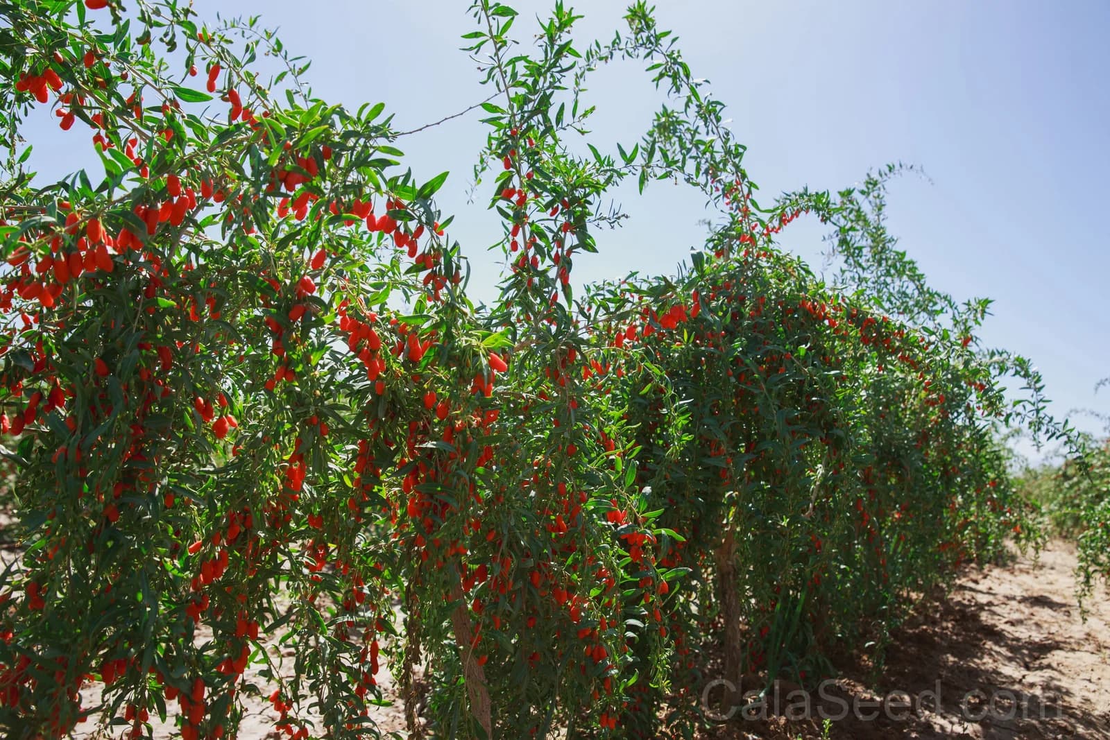 Himalayan Goji Berry 'Tibetan' Seeds — Antioxidant-Rich Superfruit - View 6