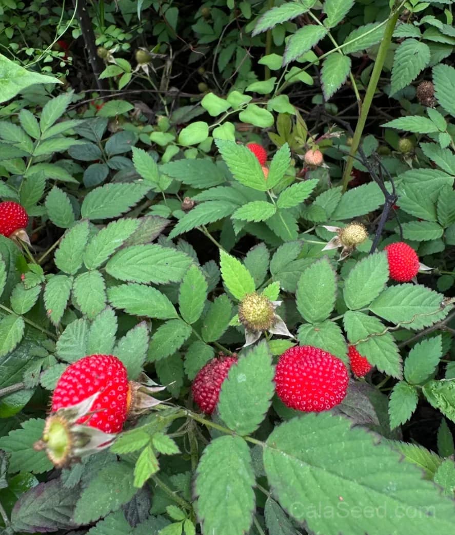 Wild Strawberry 'Vesca' Seeds — Tiny Alpine Fruit - View 3