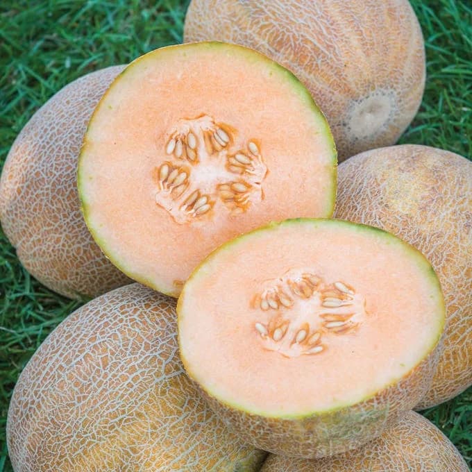 Ambrosia Cantaloupe Seeds — Sweetest Early Melon - Main