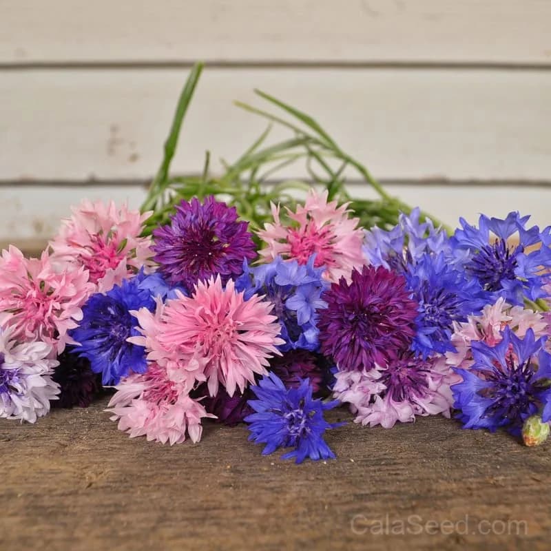 Tall Mix Centaurea Seeds — Native Wildflower Blend - Main
