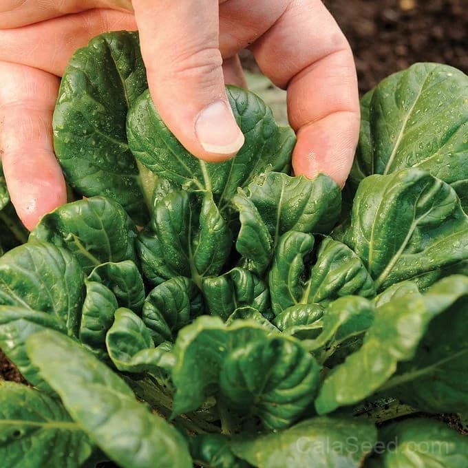 Tatsoi Mustard Seeds — Asian Salad Greens - View 3