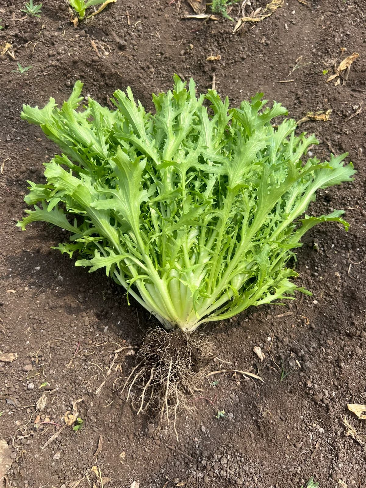 Galia Frisse Curly Endive Seeds — Crisp French Heirloom Salad Green - View 2