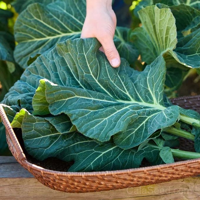 Top Chop Collard Greens Seeds — Heat-Tolerant Southern Staple - View 3