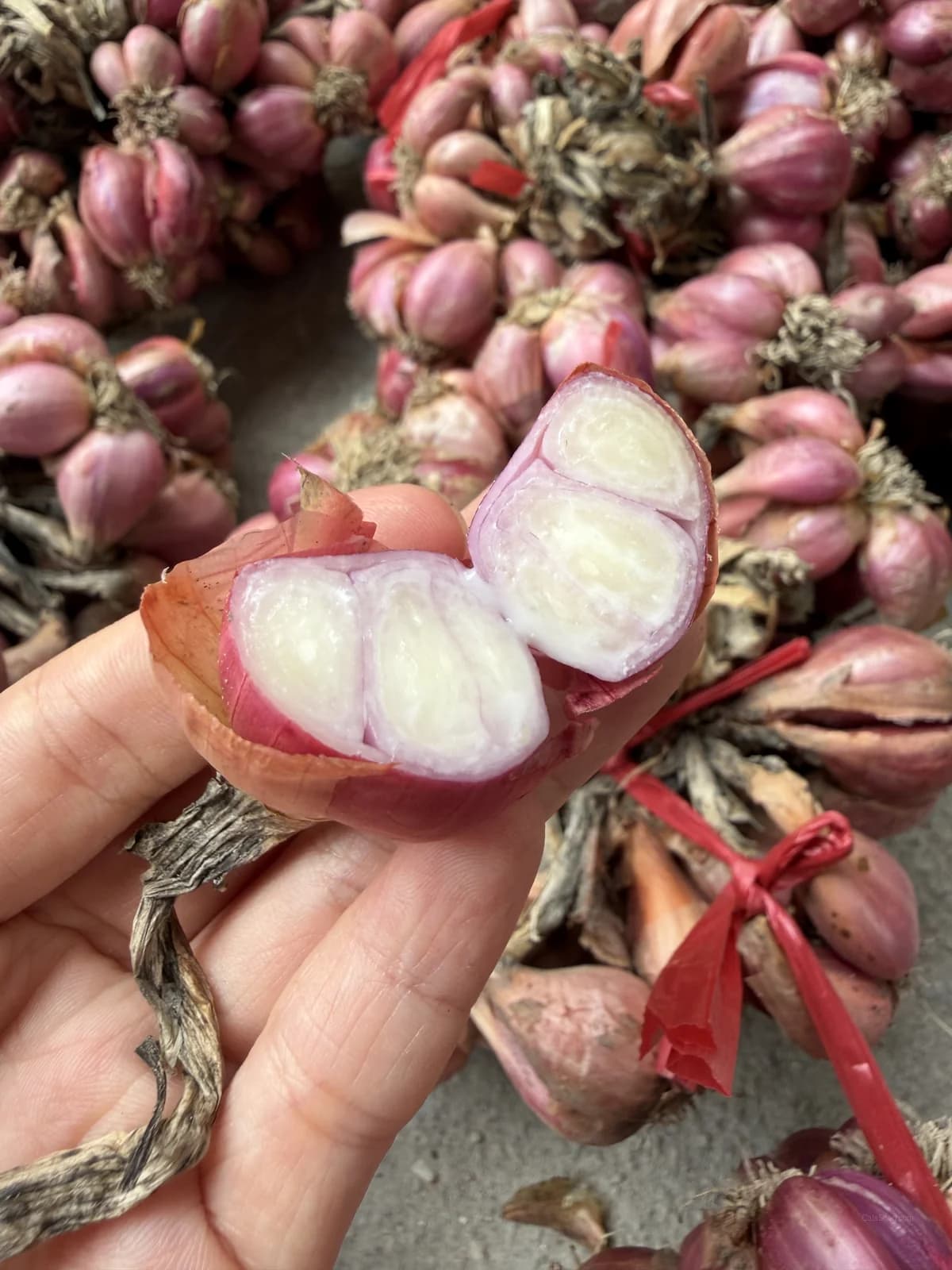 Davidor Shallots Seeds — Gourmet French Culinary Bulb - View 6
