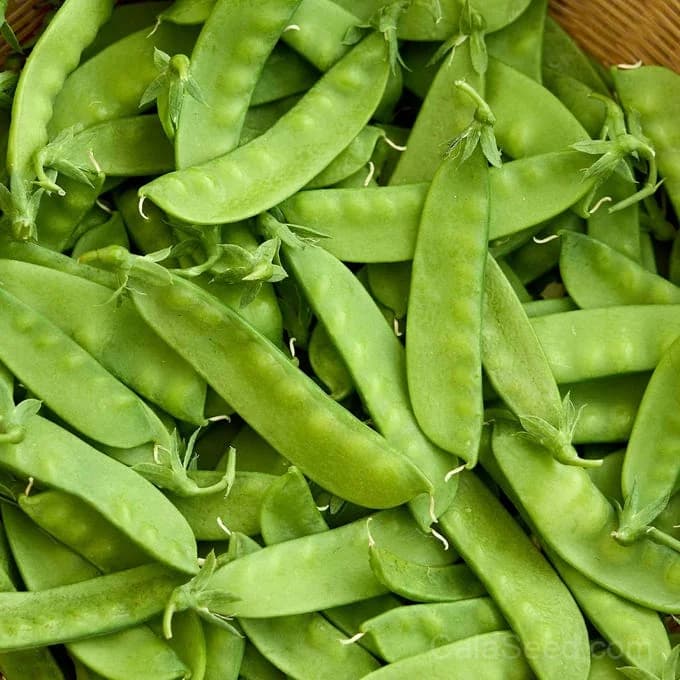 Oregon Sugar Pod II Pea Seeds — Sweet Snow Pea Variety - View 2
