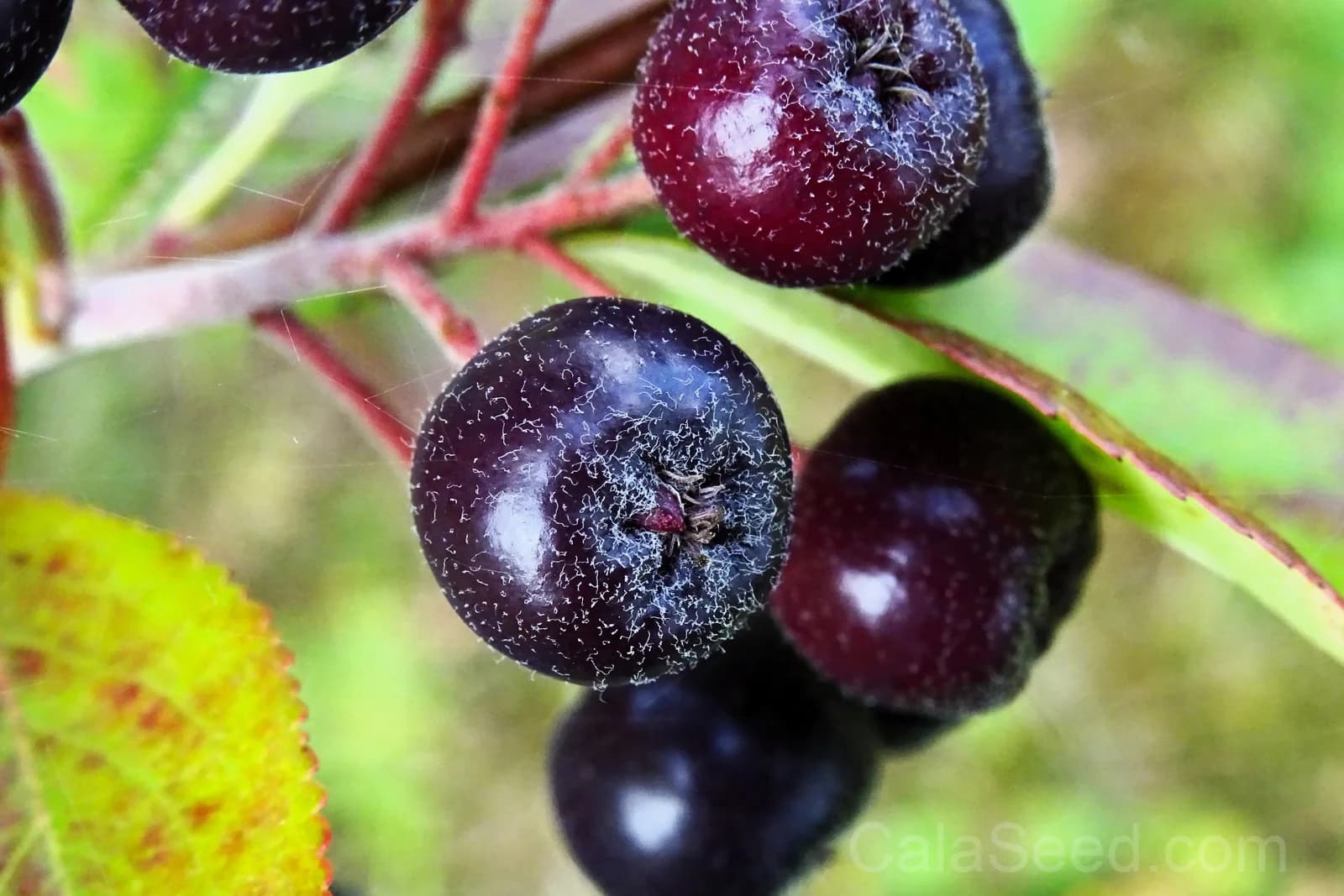 Purple Chokeberry 'Aronia Prunifolia' Seeds — White-Flowered Fruit Shrub - View 8