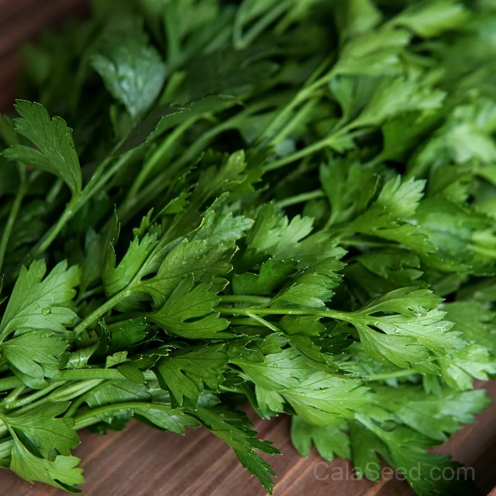 Parsley 'Gigante d'Italia' Seeds — Giant Italian Flat-Leaf Herb - View 1