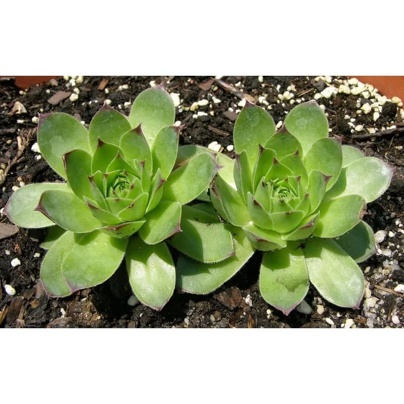 Hens and Chicks Seeds — Hardy Succulent Ground Cover - View 3