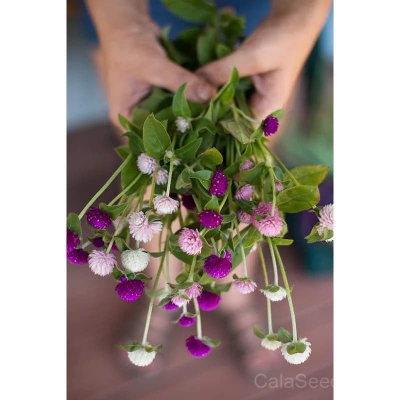 Globe Amaranth Seeds — Long-Lasting Dried Flowers - View 3