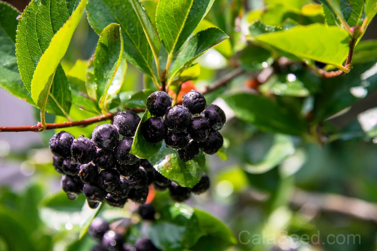 Purple Chokeberry 'Aronia Prunifolia' Seeds — White-Flowered Fruit Shrub - View 7