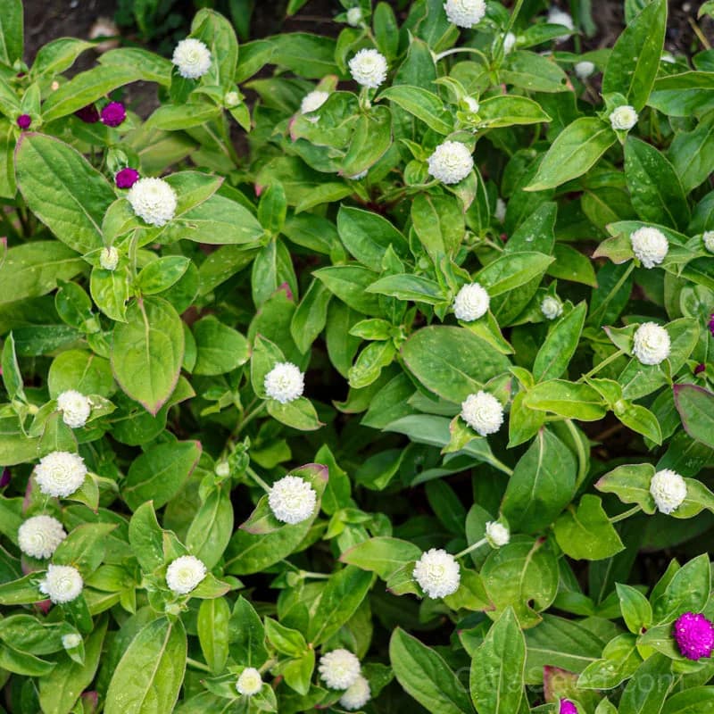 Globe Amaranth Seeds — Long-Lasting Dried Flowers - View 6