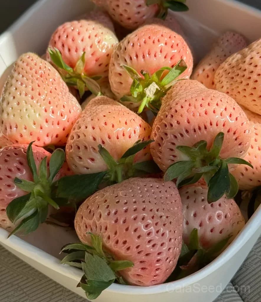 Awayuki White Strawberry Seeds – Rare, Sweet, High Germination & Easy to Grow - View 4