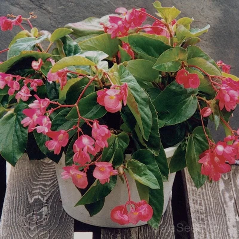 Dragon Wing Pink Begonia Seeds — Trailing Shade Bloom - View 1