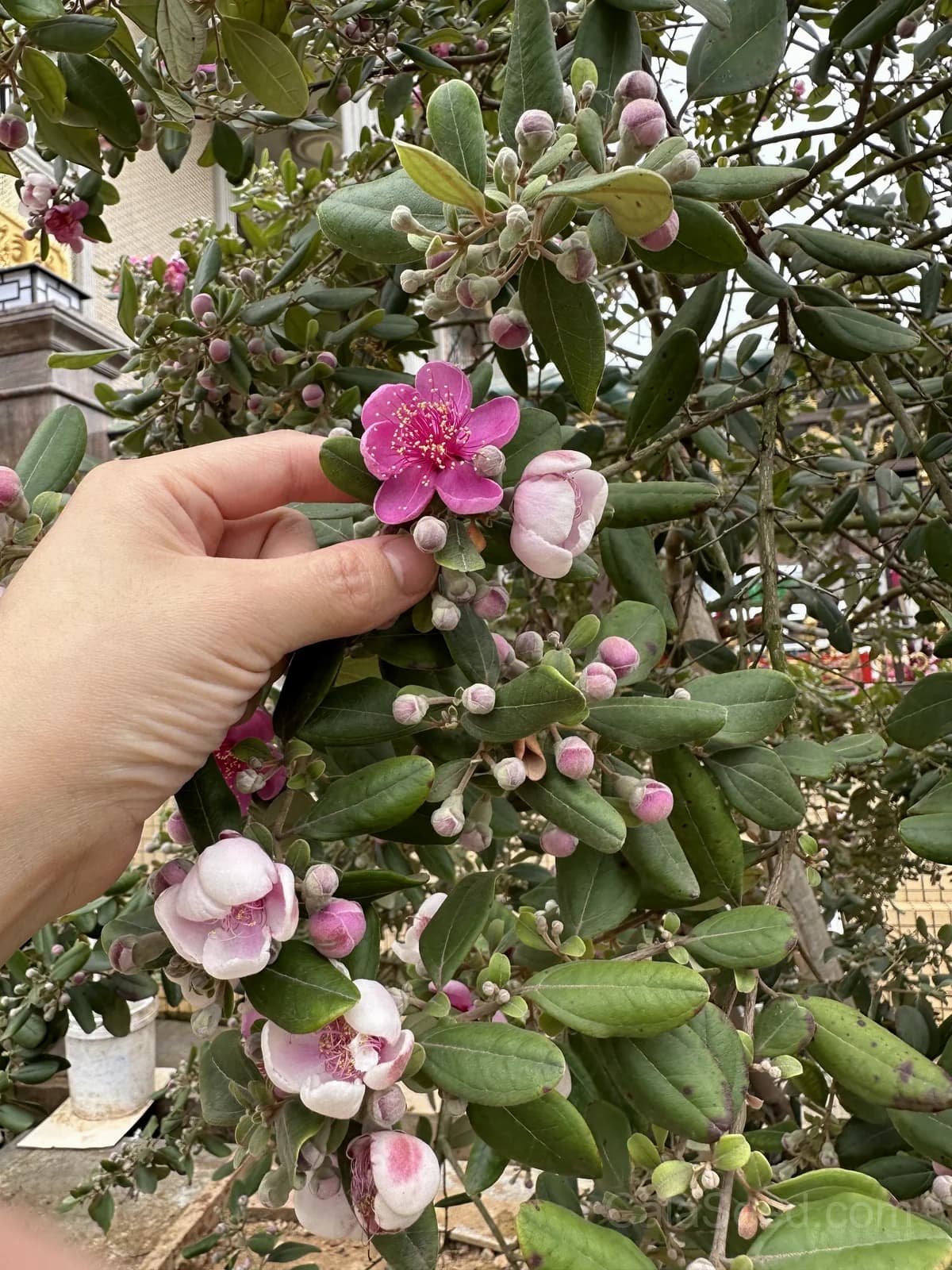 Common Myrtle 'Myrtus Communis' Seeds — Fragrant White Flowers - View 8