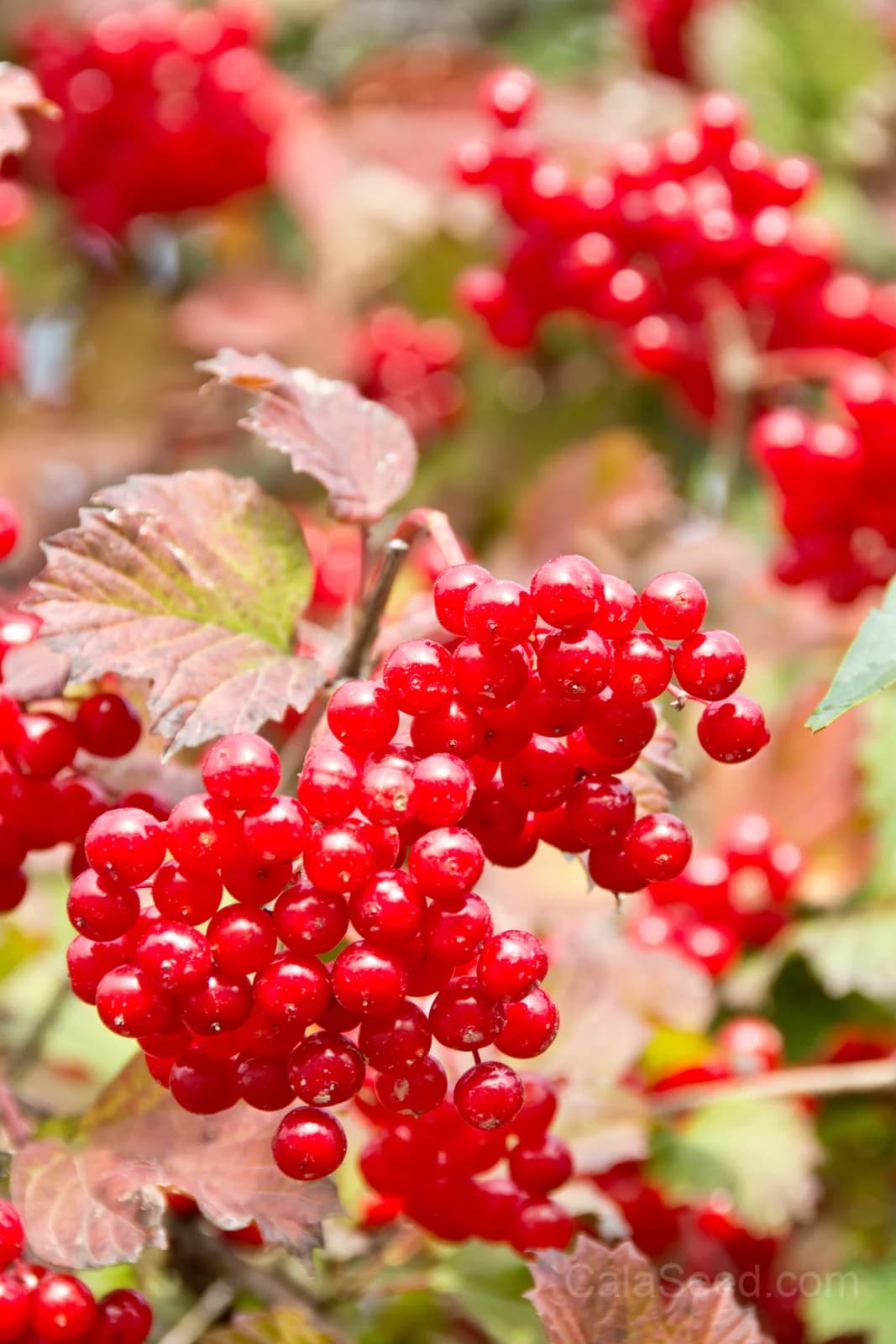American Highbush Cranberry 'Viburnum Trilobum' Seeds — Red Fruit White Shrub - View 2