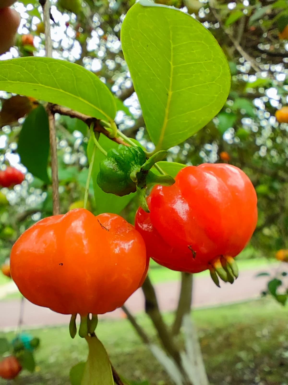 Tomande Tomato Seeds — Classic Red Slicing Variety - View 2