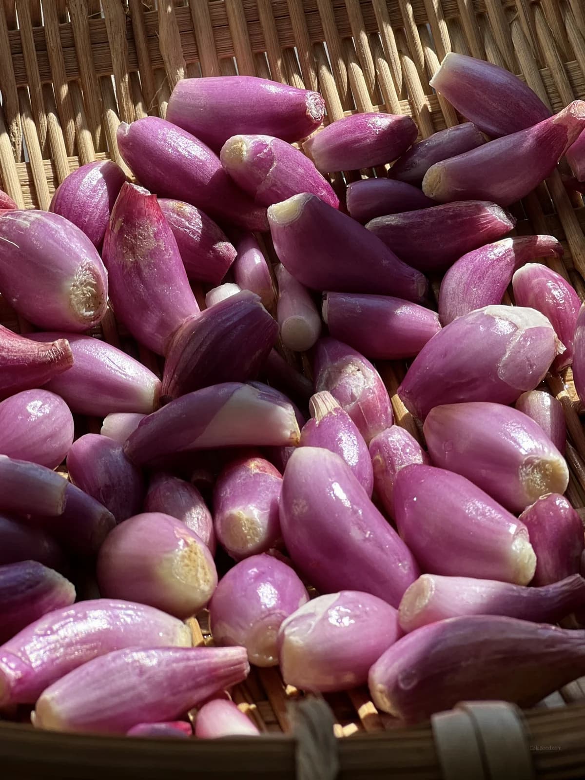 Davidor Shallots Seeds — Gourmet French Culinary Bulb - View 7