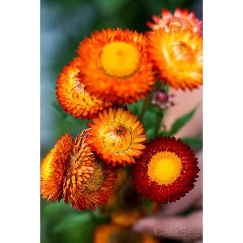 Tall Mix Strawflower Seeds — Vibrant Everlasting Blooms - View 3