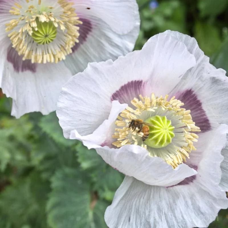 Breadseed Poppy 'Pinetree Mix' Seeds — Ornamental & Culinary Blooms - View 4