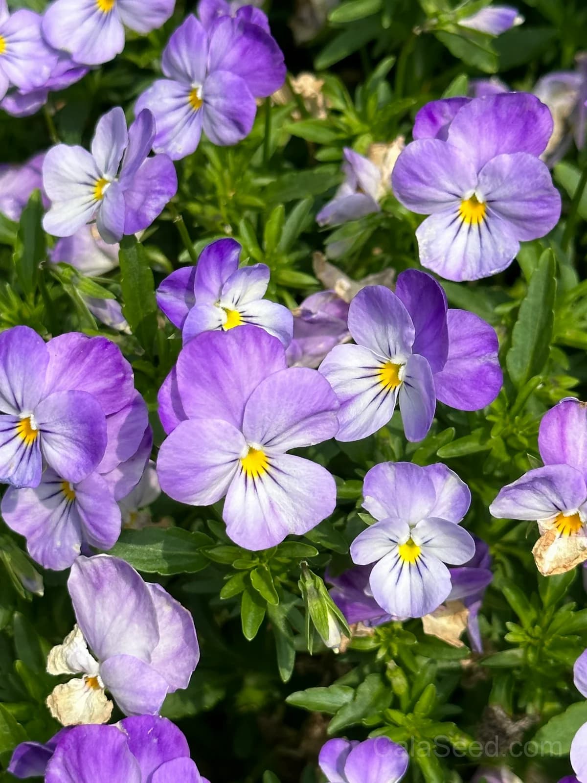Cool Wave Berries n' Cream Pansy Seeds — Trailing Bicolor Flower Mix - View 8