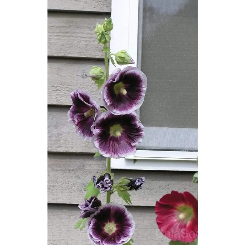 Antwerp Hollyhock Seeds — Classic Cottage Garden Bloom - View 4