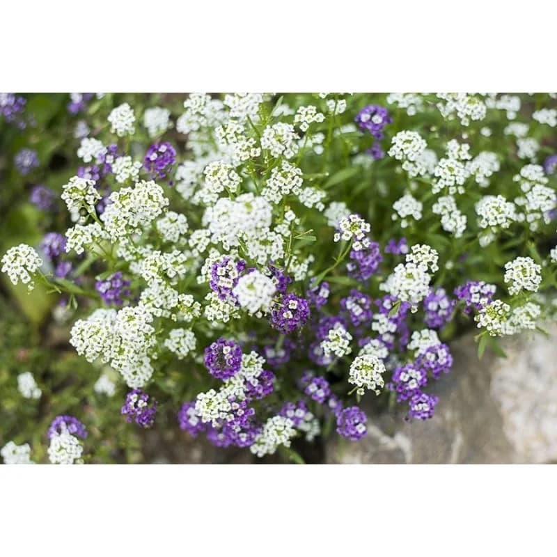 Royal Carpet Alyssum Seeds — Fragrant Ground Cover Bloom - View 2