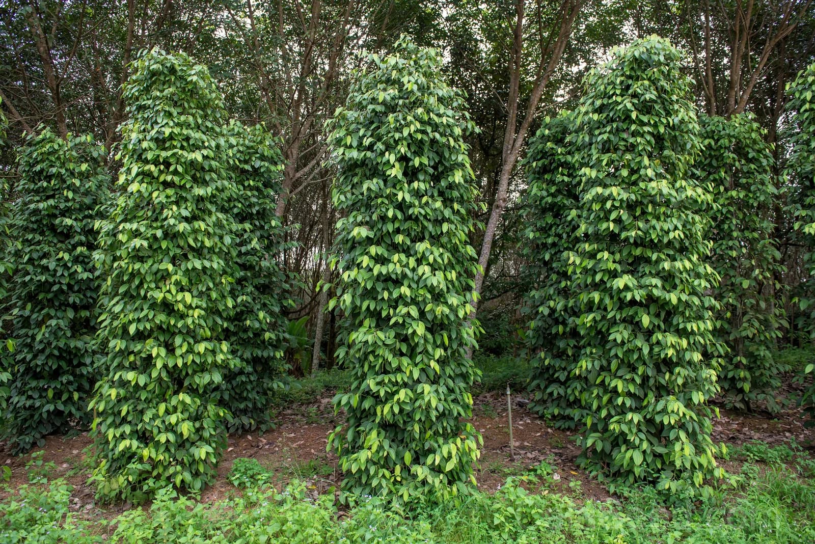 Black Peppercorn 'Piper Nigrum' Seeds — Spice Vine for Cooking - View 3