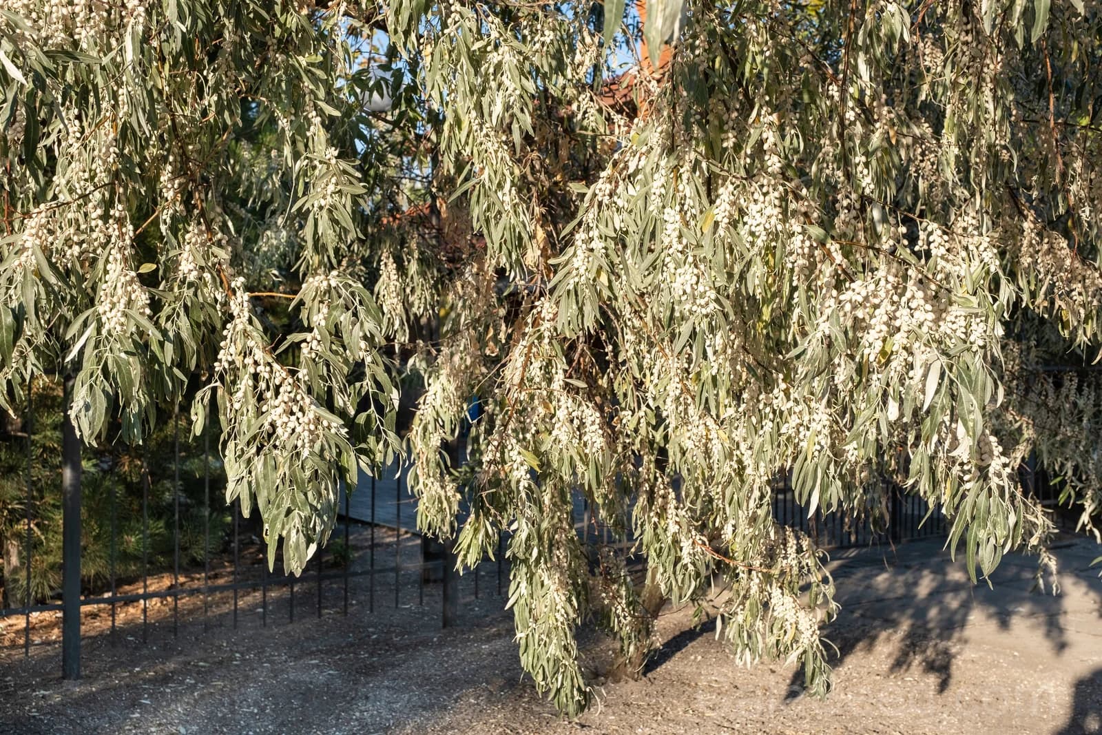 American Silverberry 'Wolf Willow' Seeds — Edible Wild Berry Shrub - View 7