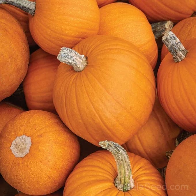 Small Sugar Pumpkin Seeds — Classic Pie Baking Heirloom - View 1