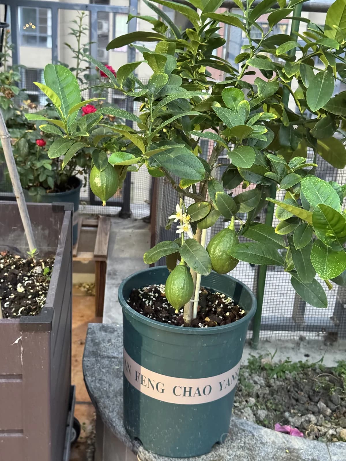 Lemon 'Citrus Limon' Seeds — Classic Citrus Fruit - View 5