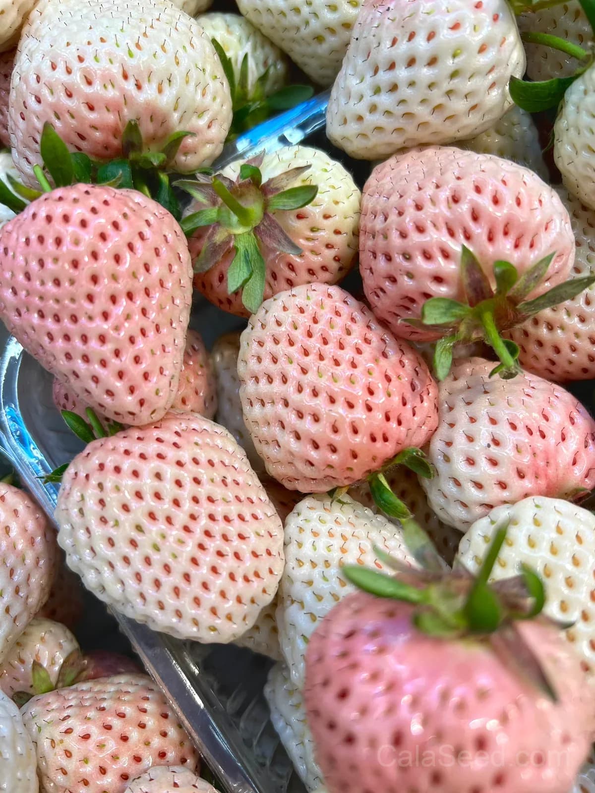 Awayuki White Strawberry Seeds – Rare, Sweet, High Germination & Easy to Grow - View 2