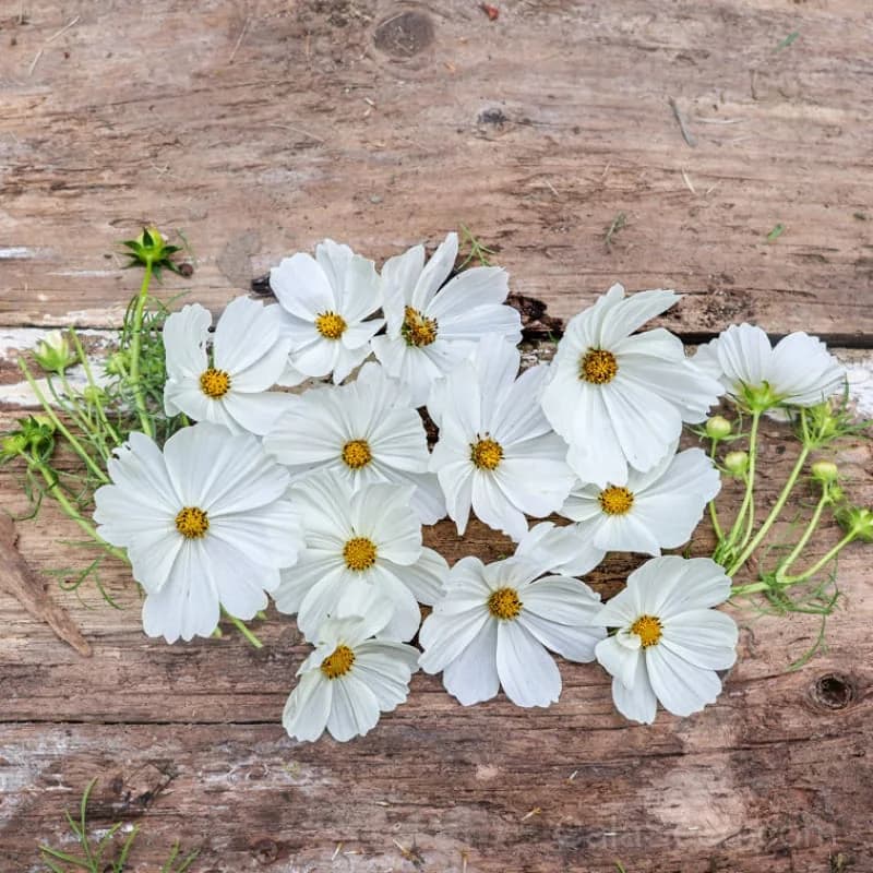 Purity Cosmos Seeds — Pure White Petals - View 3