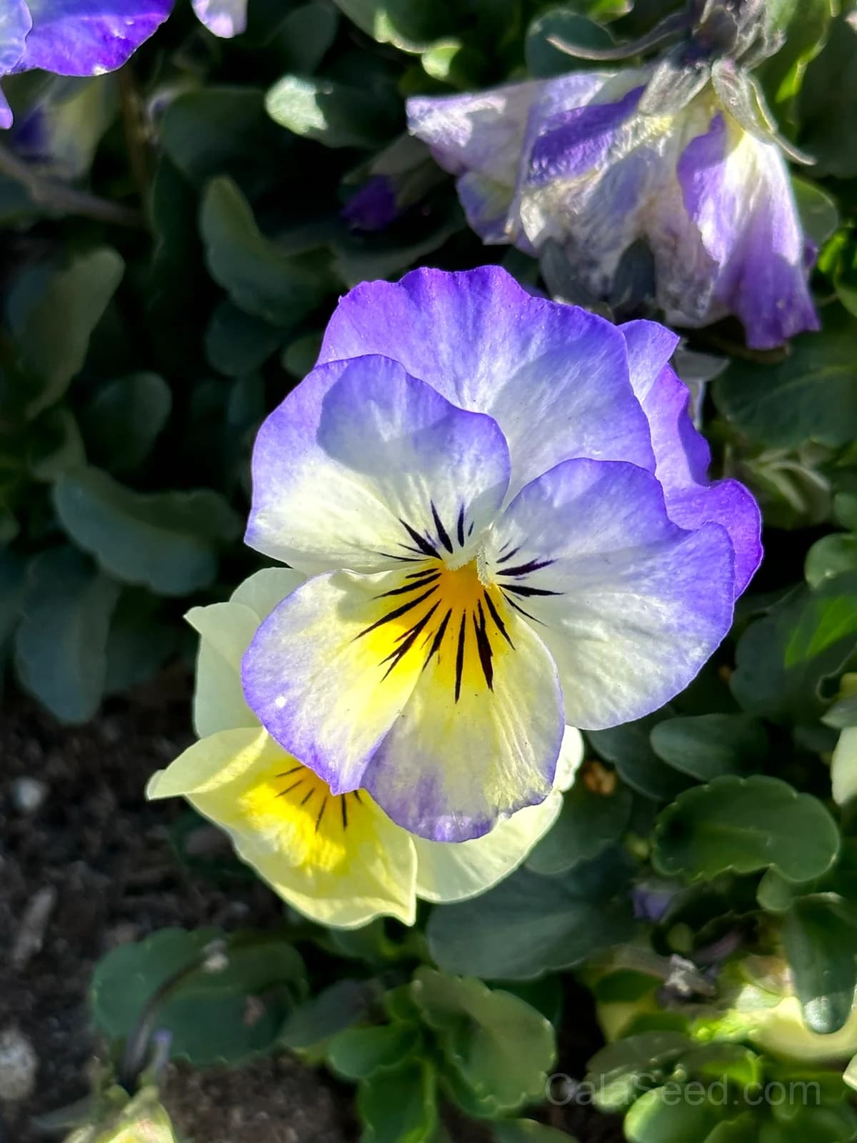 Cool Wave Berries n' Cream Pansy Seeds — Trailing Bicolor Flower Mix - View 3