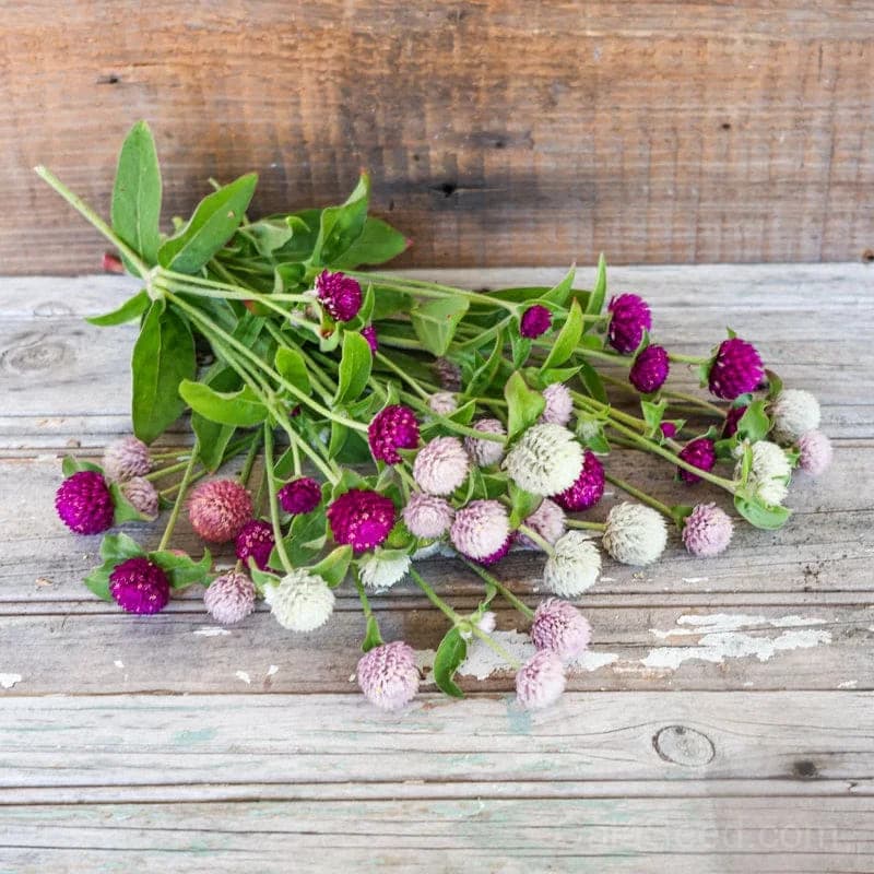 Globe Amaranth Seeds — Long-Lasting Dried Flowers - View 4