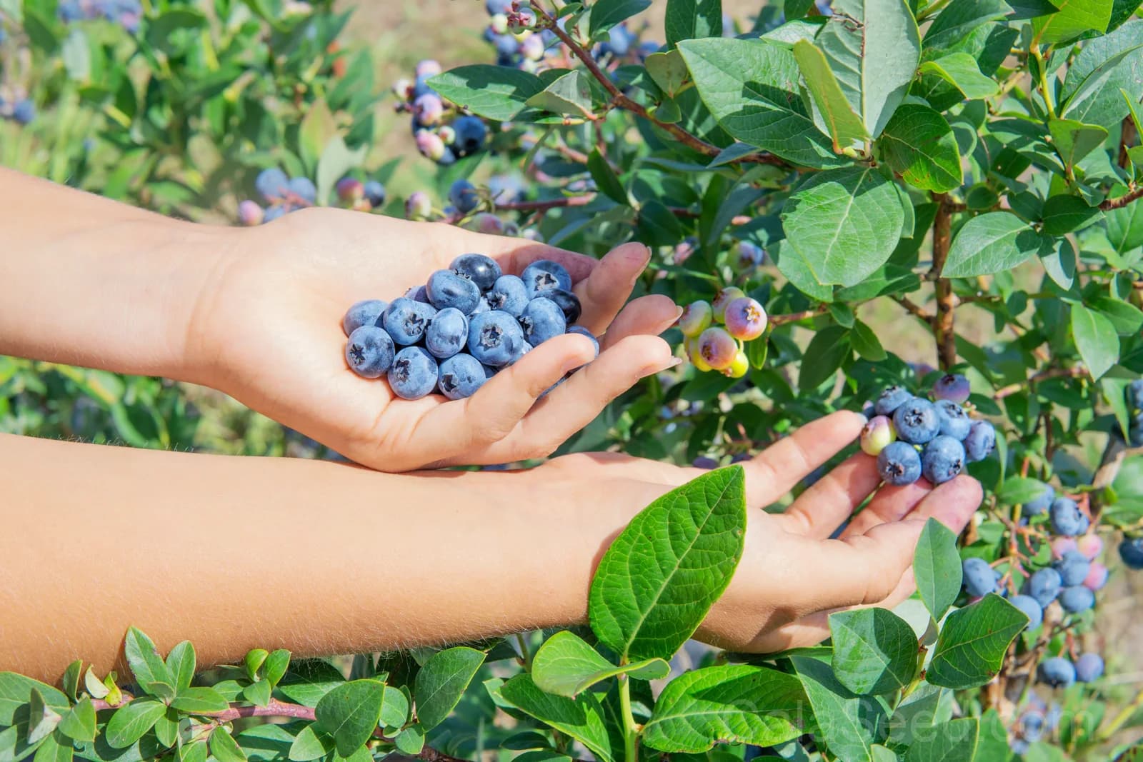 Northern Highbush Blueberry Seeds — Cold Hardy Fruit Shrub - View 7
