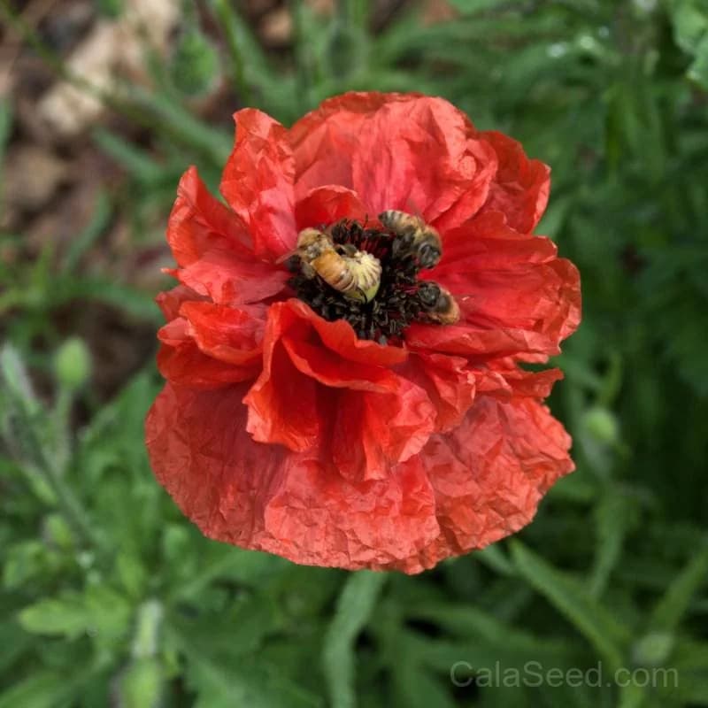 Field Poppy Seeds — Vibrant Wildflower Bloom - View 1