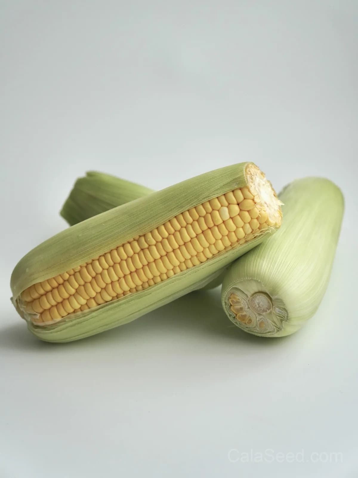 Jaws Corn Seeds — Sweet Summer Harvest - View 6