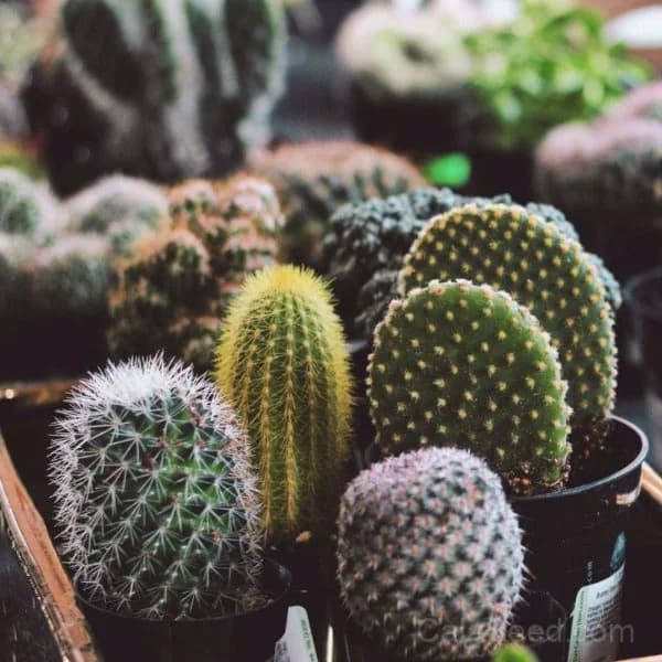 Cactus Mix Seeds — Drought-Tolerant Succulent Blend - View 1