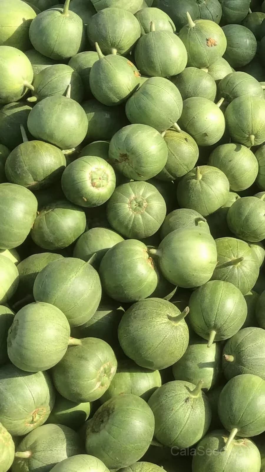 Melon 'Ogen' Seeds β Sweet Israeli Heirloom Fruit - View 6