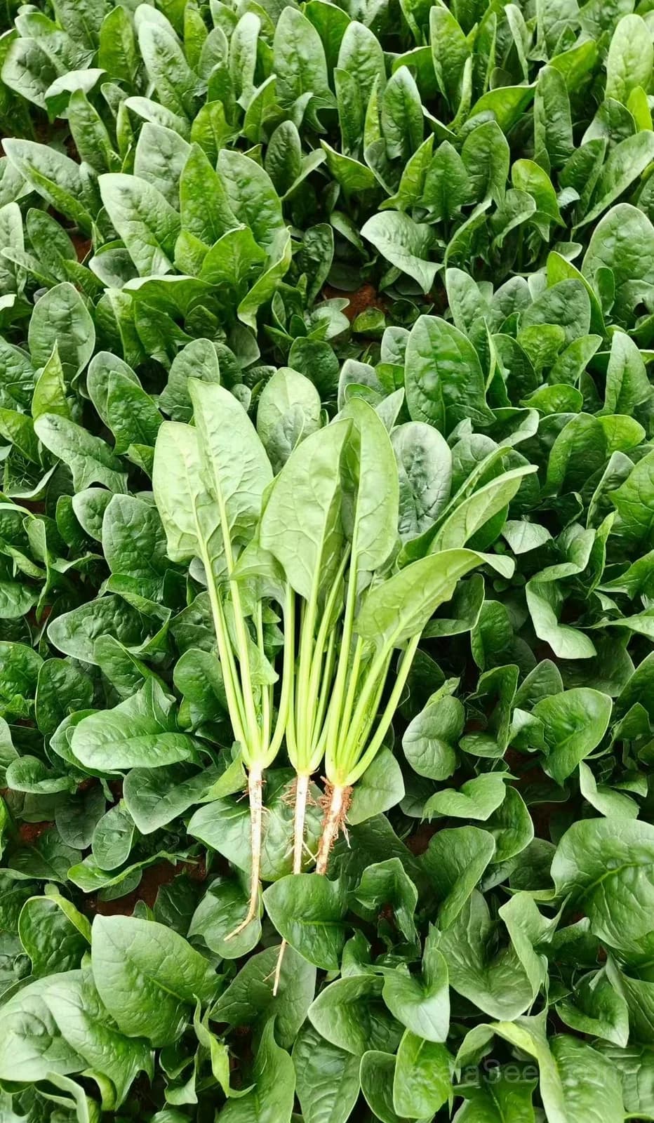 Baby's Leaf Spinach Seeds — Tender Salad Greens - View 3