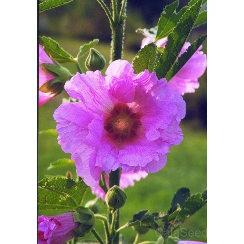 Summer Carnival Hollyhock Seeds — Vibrant Biennial Blooms - View 3