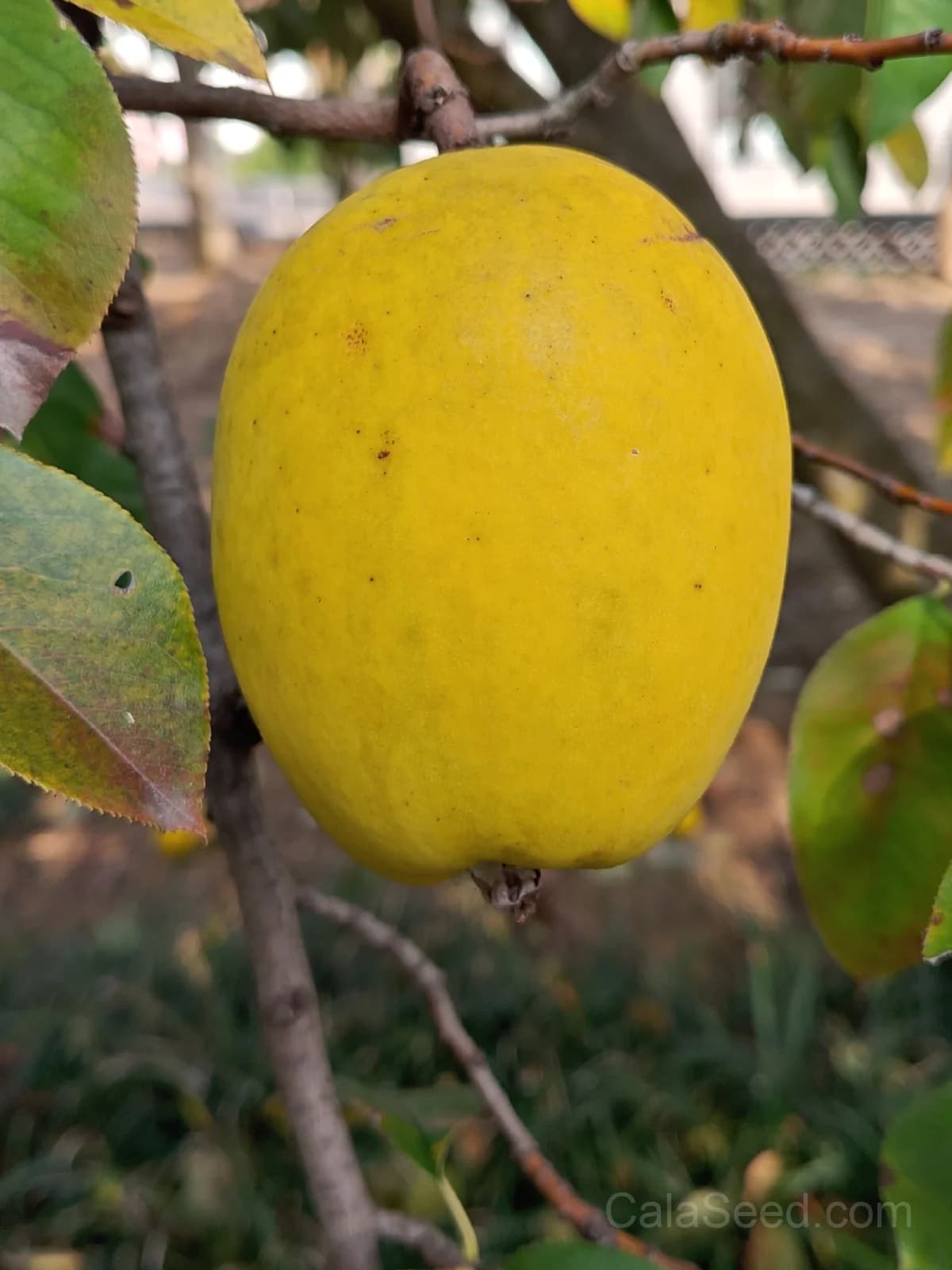 Quince Seeds — Aromatic Golden Fruit - View 3