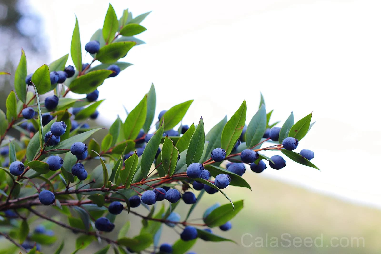 Common Myrtle 'Myrtus Communis' Seeds — Fragrant White Flowers - View 2