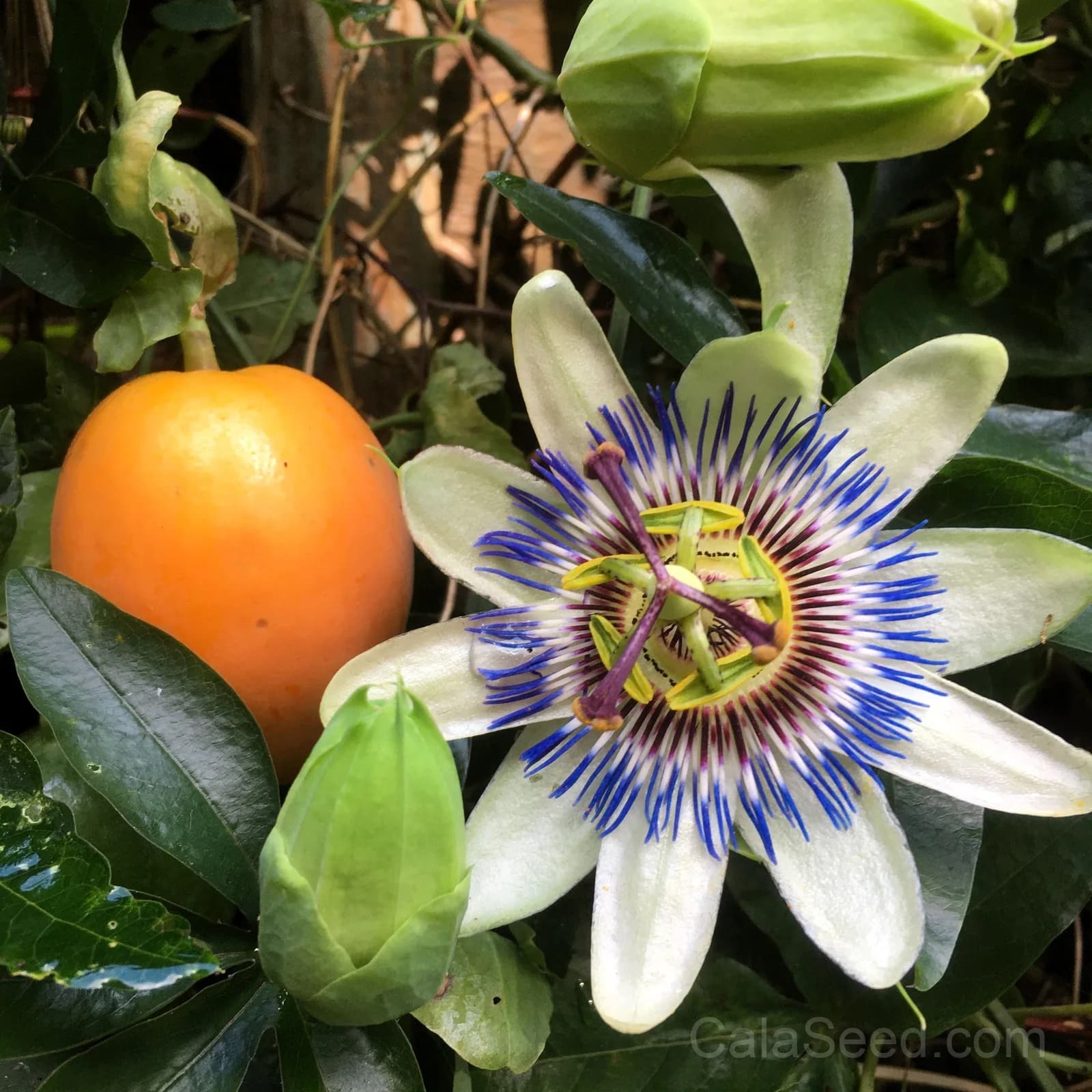 Blue Crown Passion Flower Seeds — Orange Fruit Vine - View 2