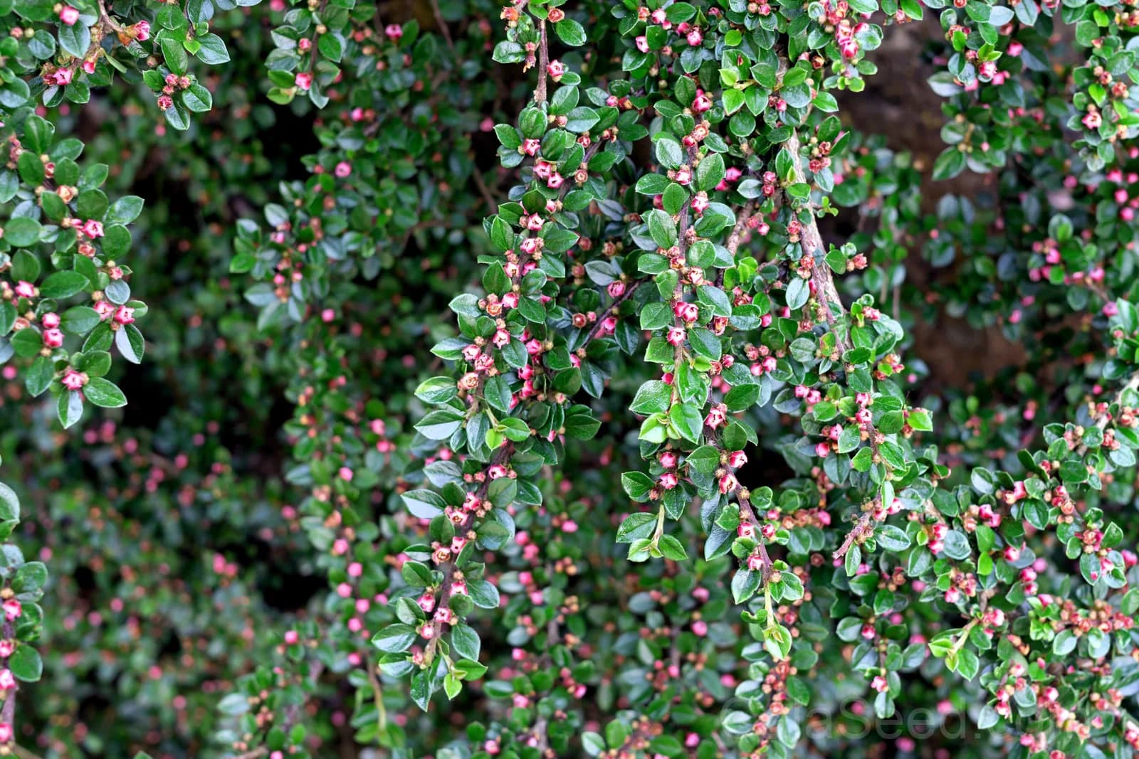 Bearberry 'Kinnikinnick' Seeds — Evergreen Ground Cover - View 1
