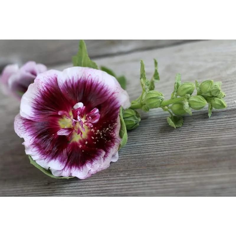 Creme de Cassis Hollyhock Seeds — Rich Blackberry-Colored Blooms - View 4