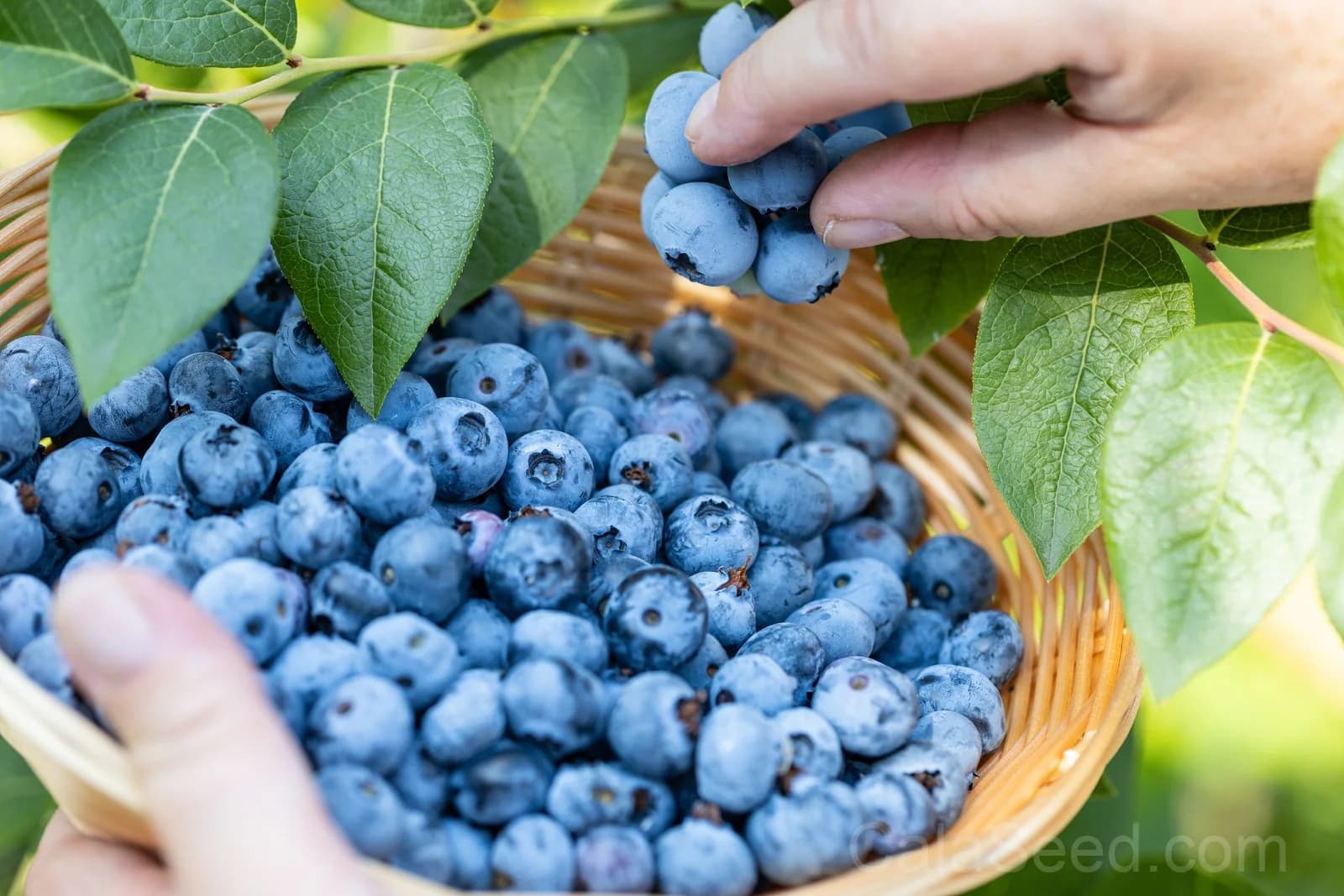 Northern Highbush Blueberry Seeds — Cold Hardy Fruit Shrub - View 8